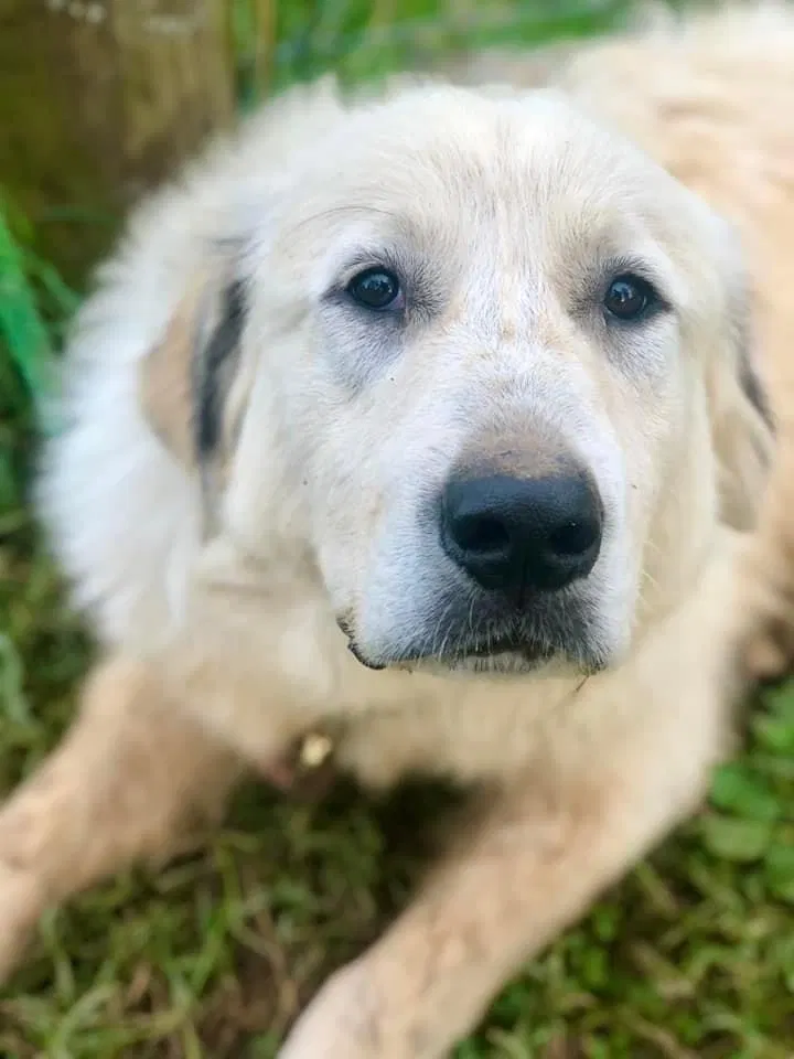Lost dog in Columbia, TN, 38401