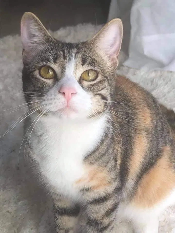 Lost cat in Fort Hood, TX, 76544