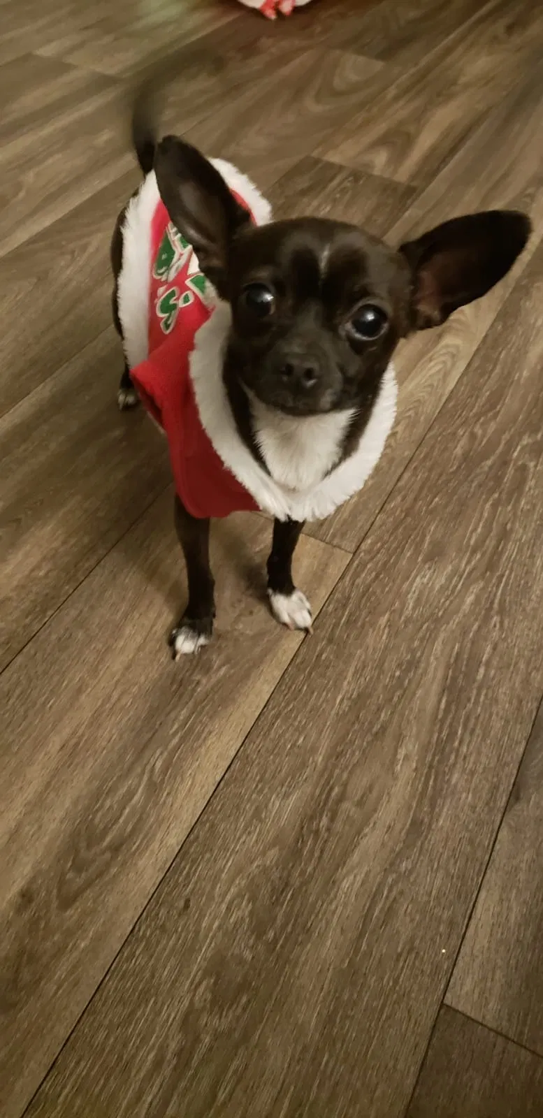 Lost dog in Dona Ana, NM, 88032