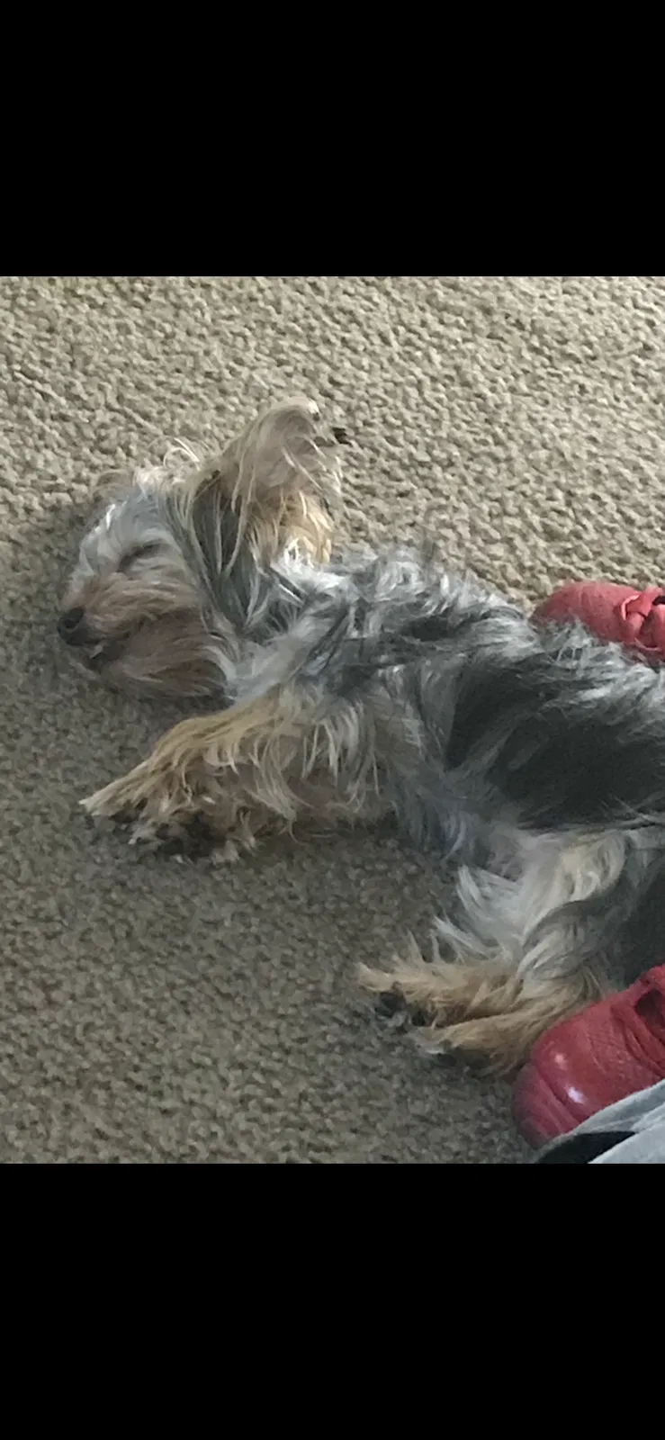 Lost dog in Florissant, MO, 63033