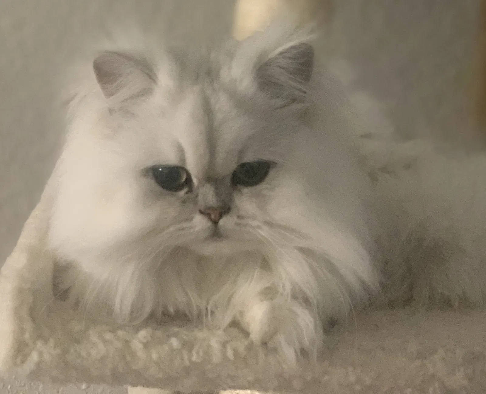 Lost cat in Fort Lauderdale, FL, 33312