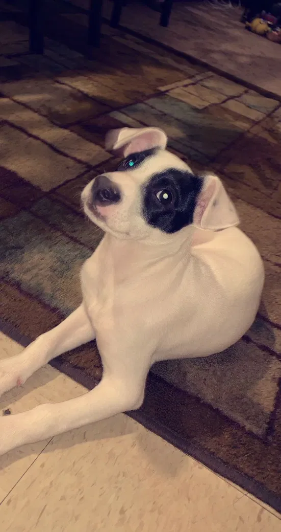 Lost dog in Dade City, FL, 33525