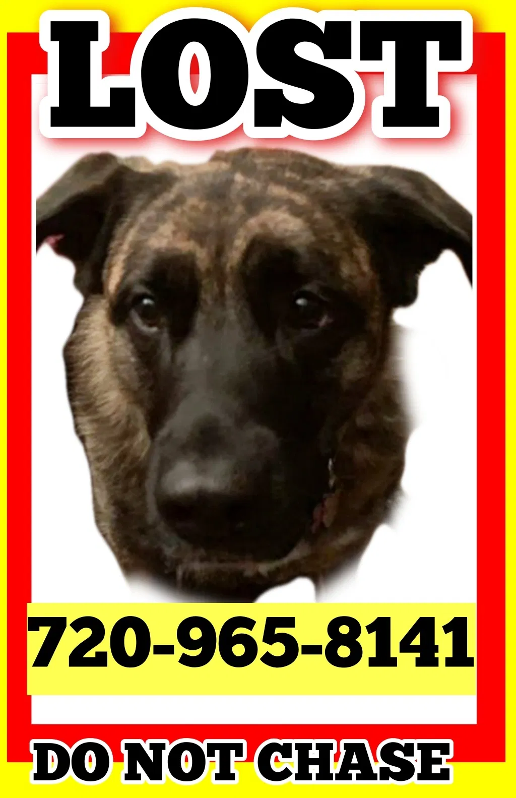 Lost dog in Denver, CO, 80228