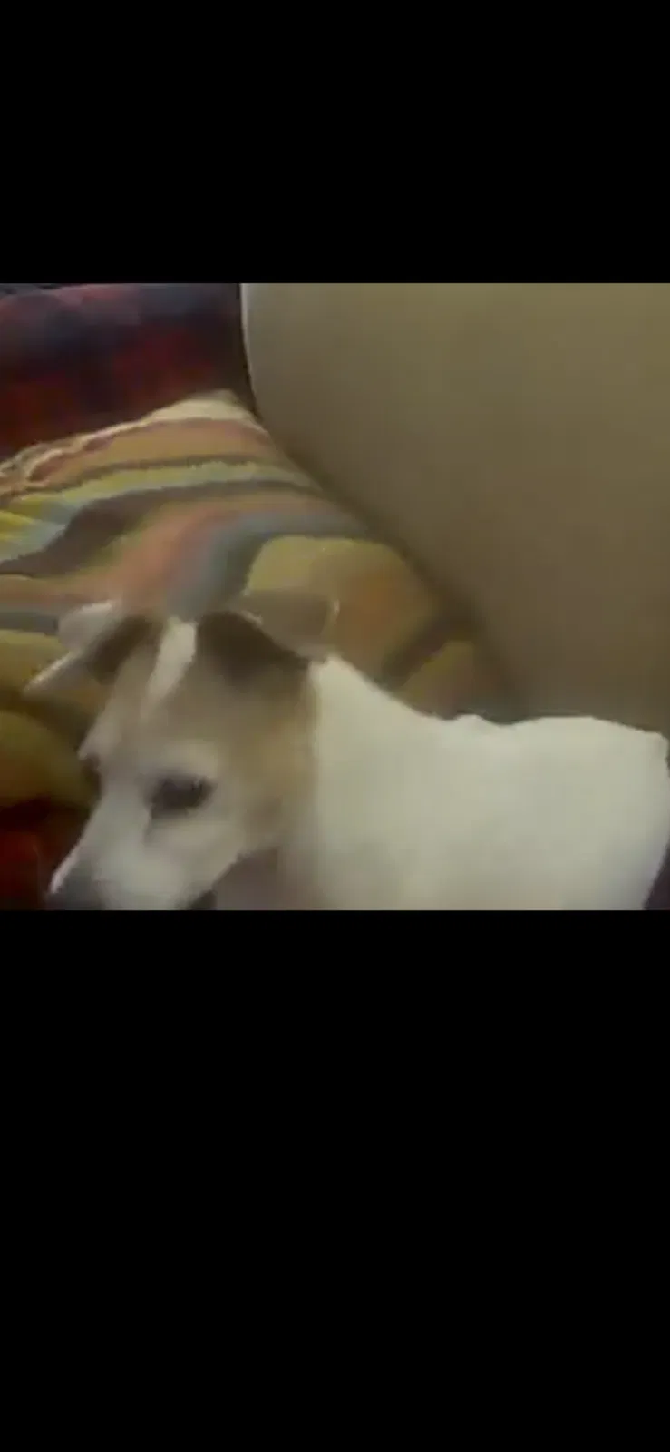 Lost dog in Antioch, TN, 37013