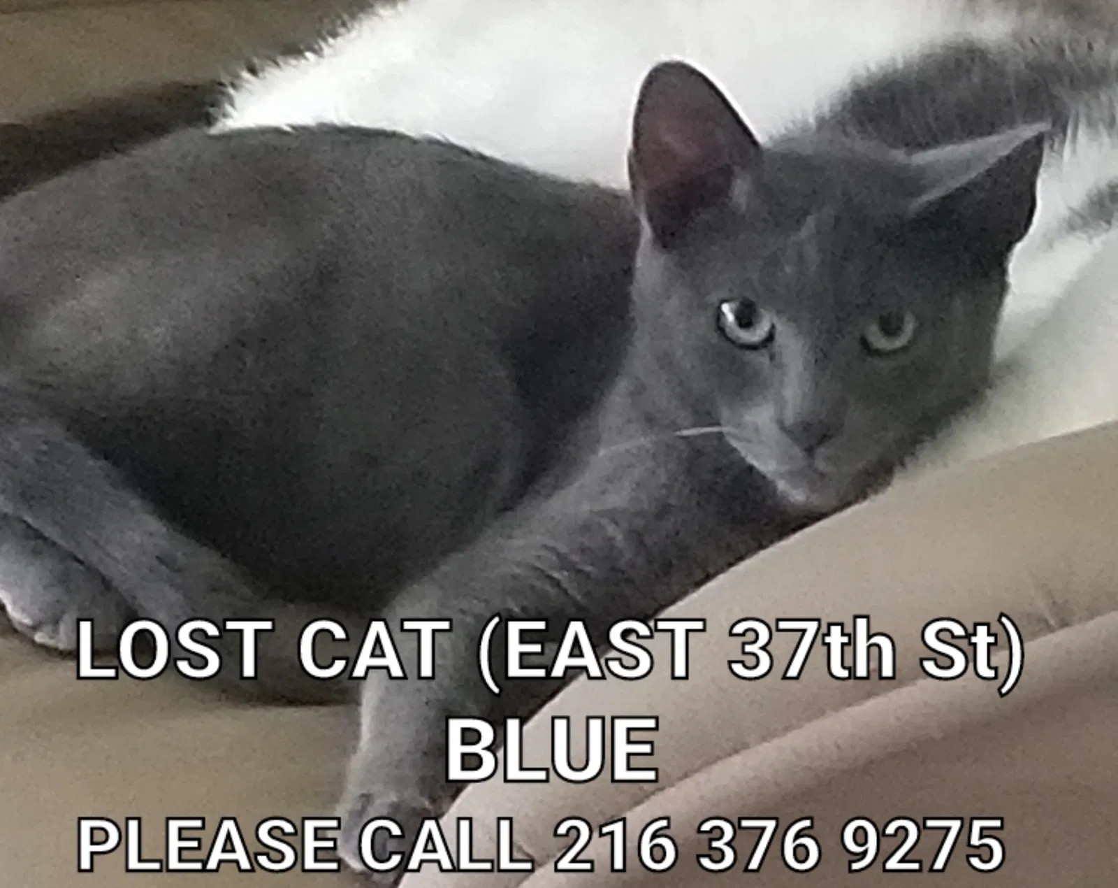 Lost cat in Lorain, OH, 44055