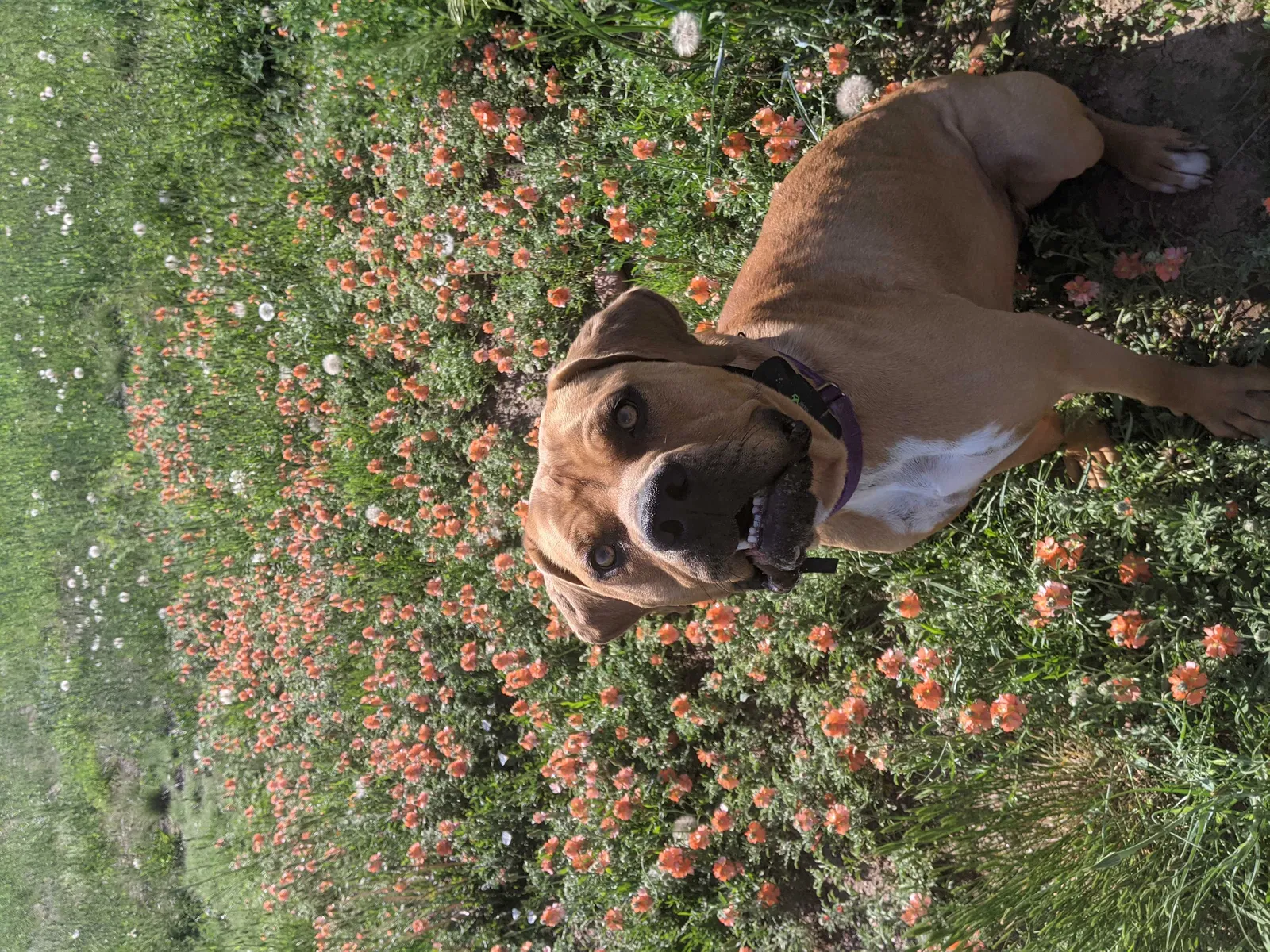 Lost dog in Castle Rock, CO, 80104