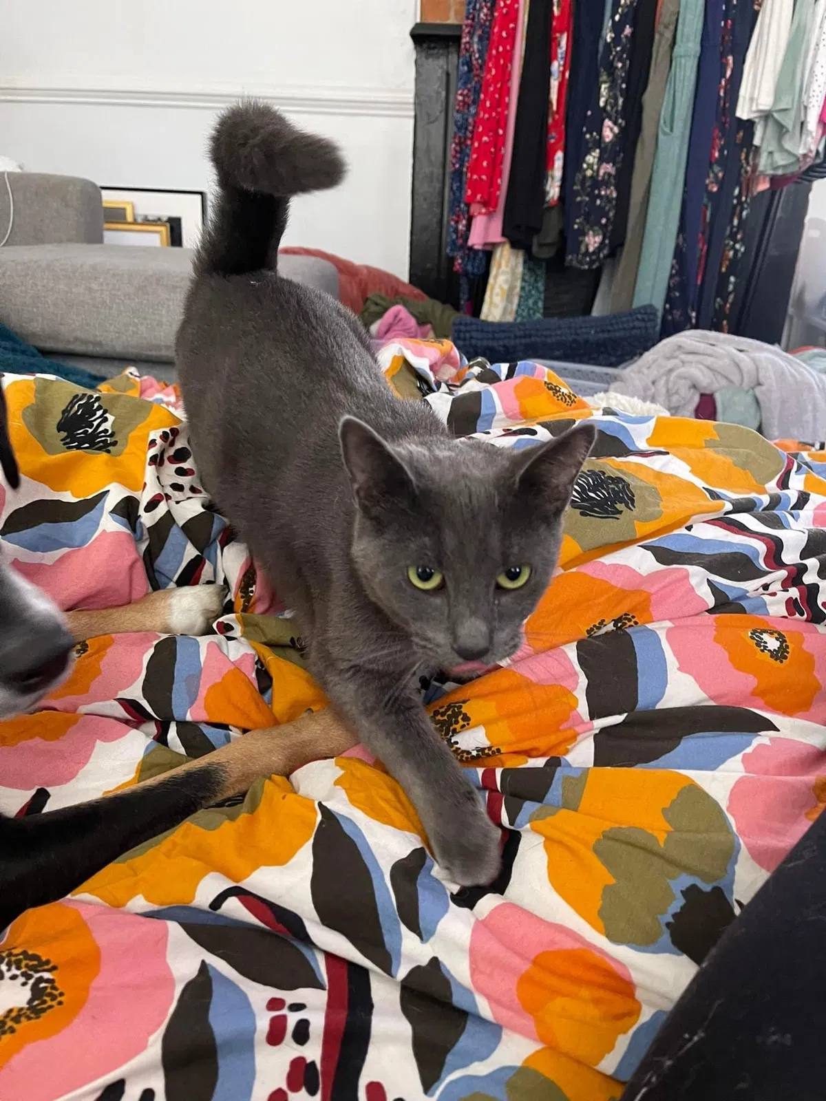 Lost cat in Louisville, KY, 40217