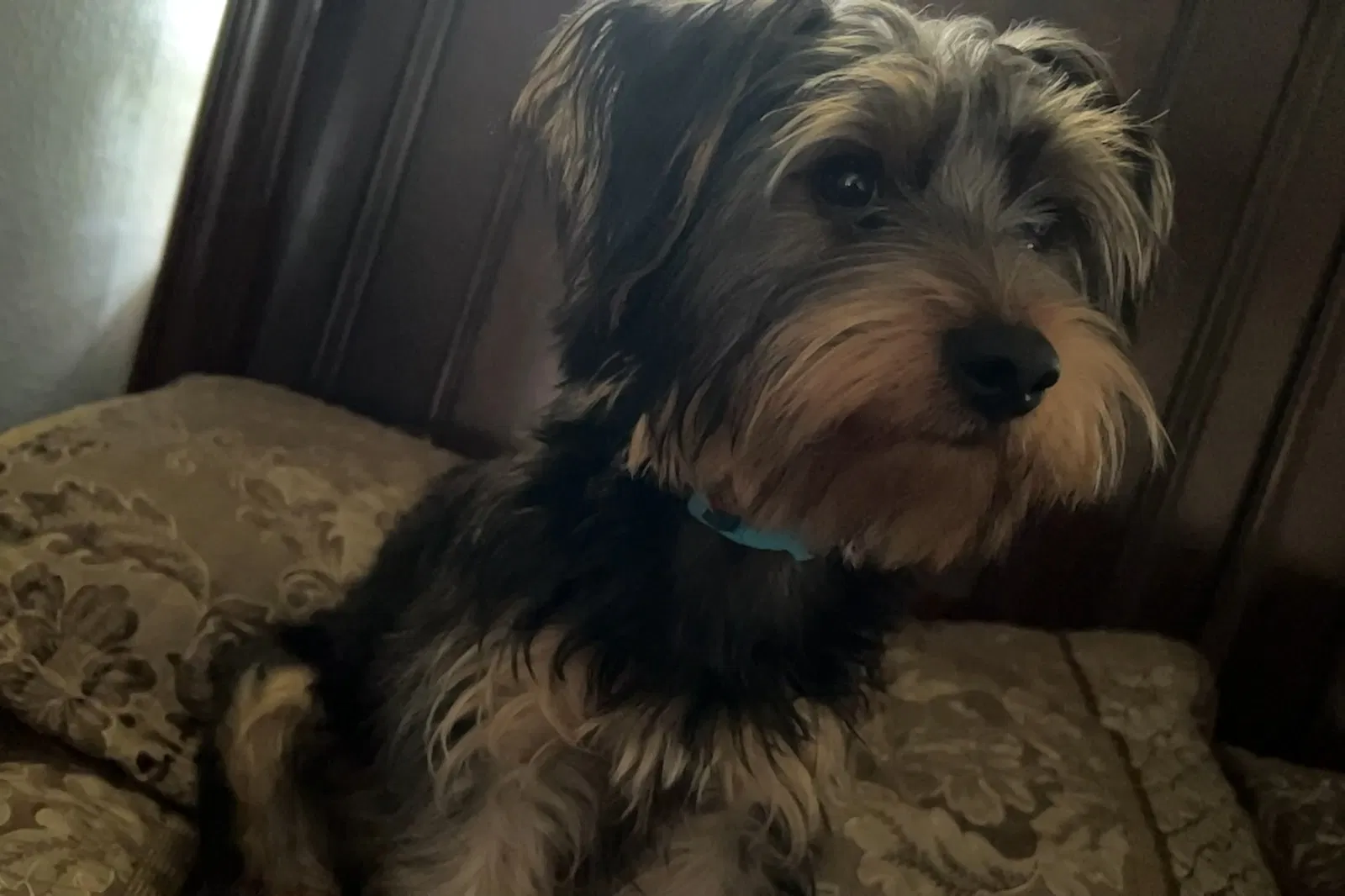 Lost dog in West Palm Beach, FL, 33409