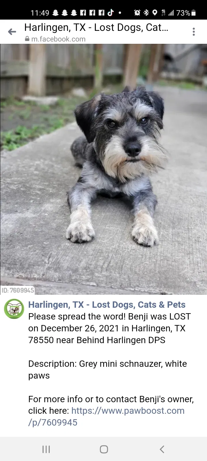 Lost dog in Harlingen, TX, 78550