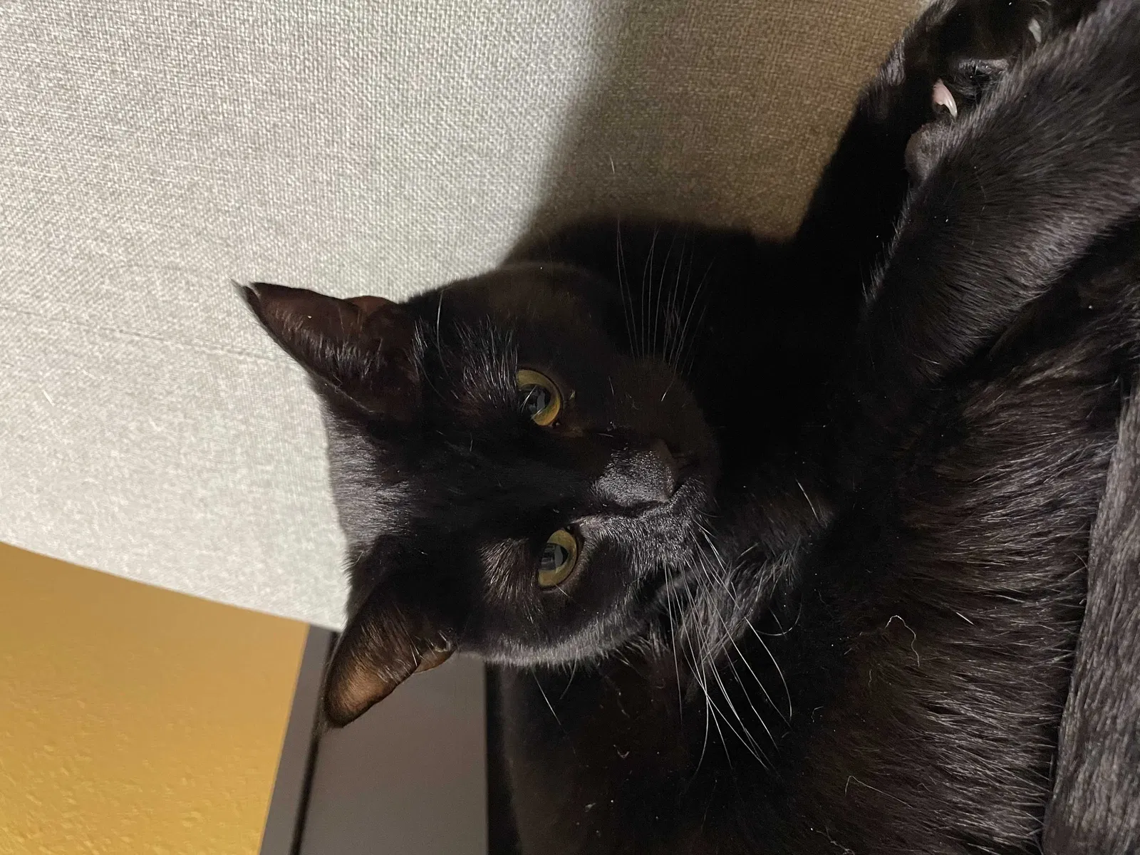 Lost cat in Marysville, WA, 98270