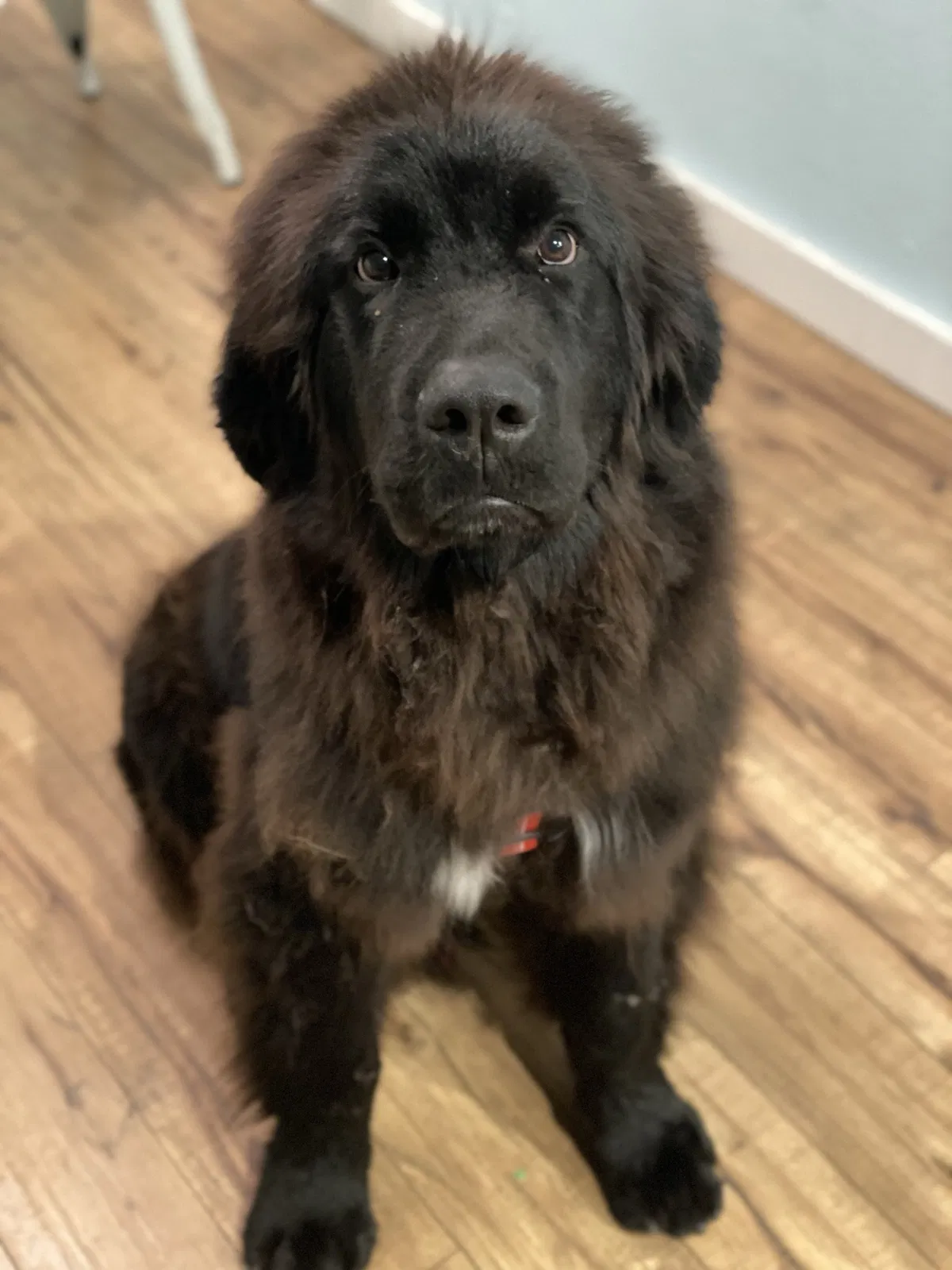 Lost dog in Colorado Springs, CO, 80916