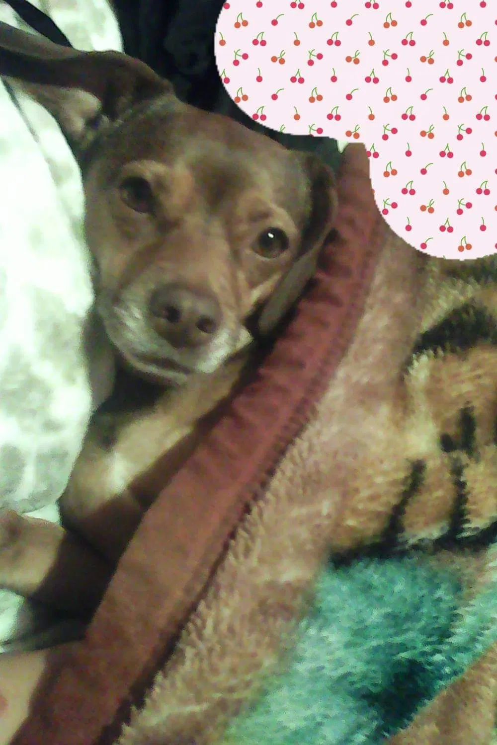 Lost dog in El Cajon, CA, 92020