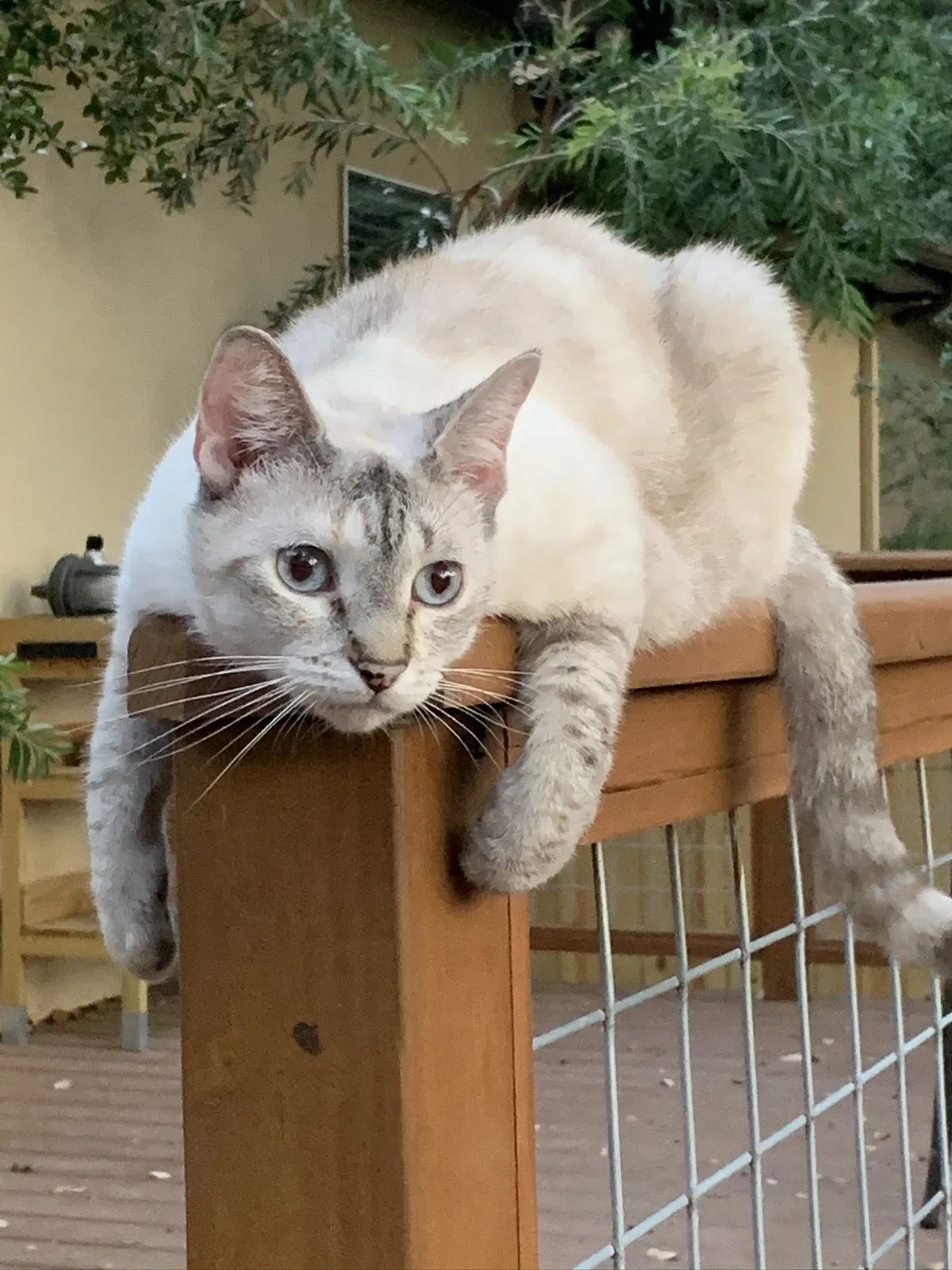 Lost cat in New Braunfels, TX, 78130
