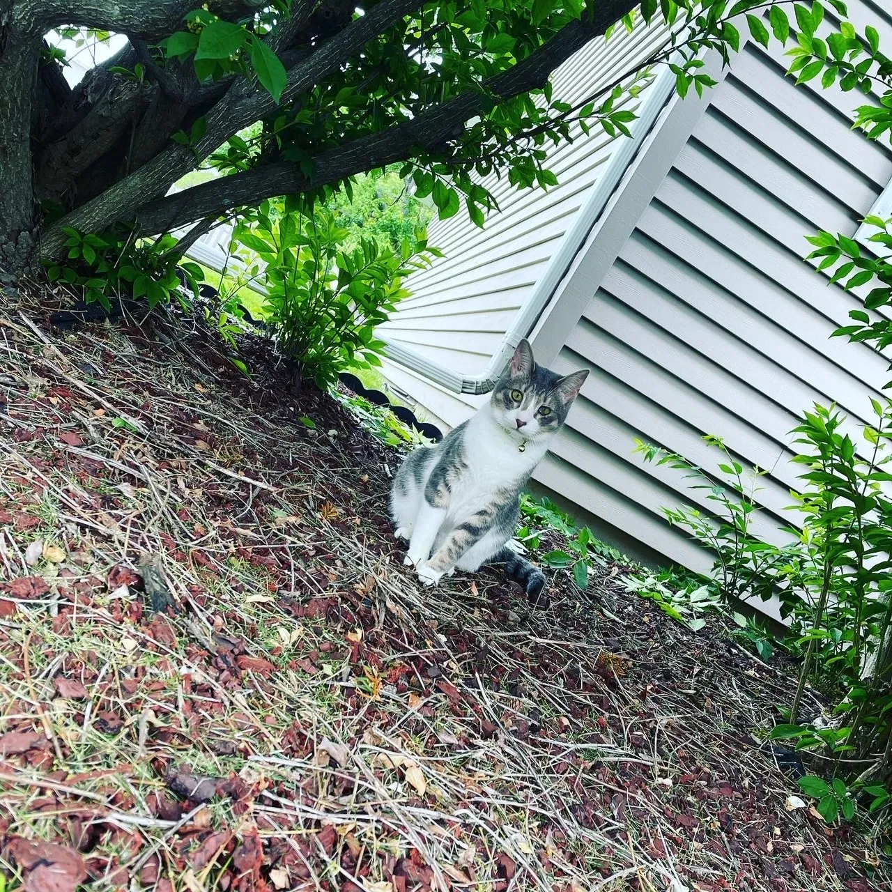 Lost cat in Peoria, IL, 61615