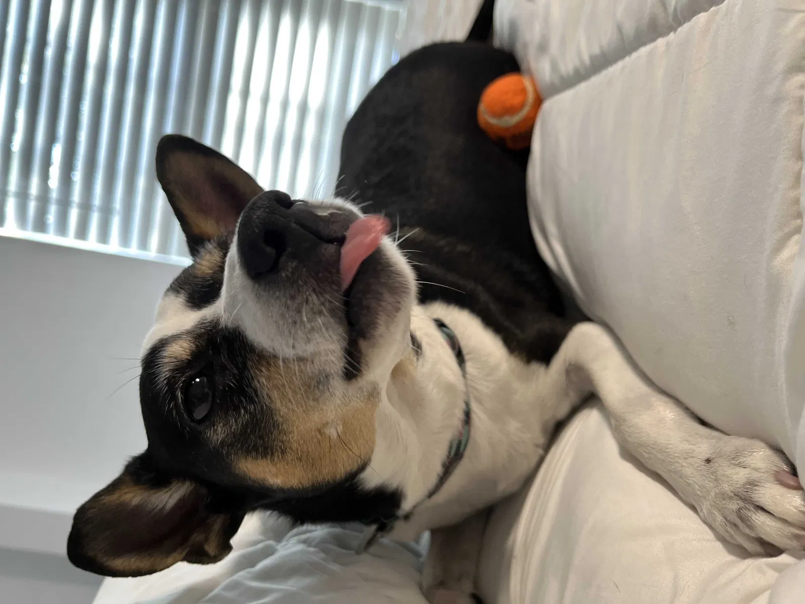 Lost dog in West Palm Beach, FL, 33407