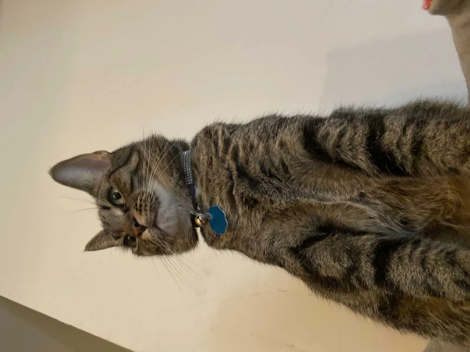 Lost cat in Hyattsville, MD, 20785