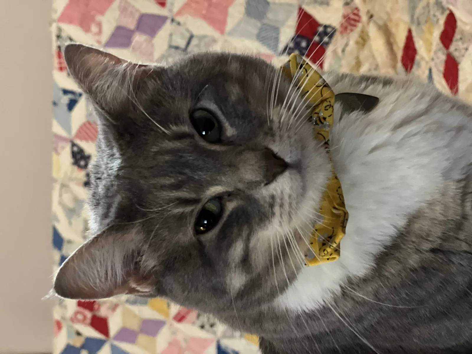 Lost cat in Lafayette, LA, 70503