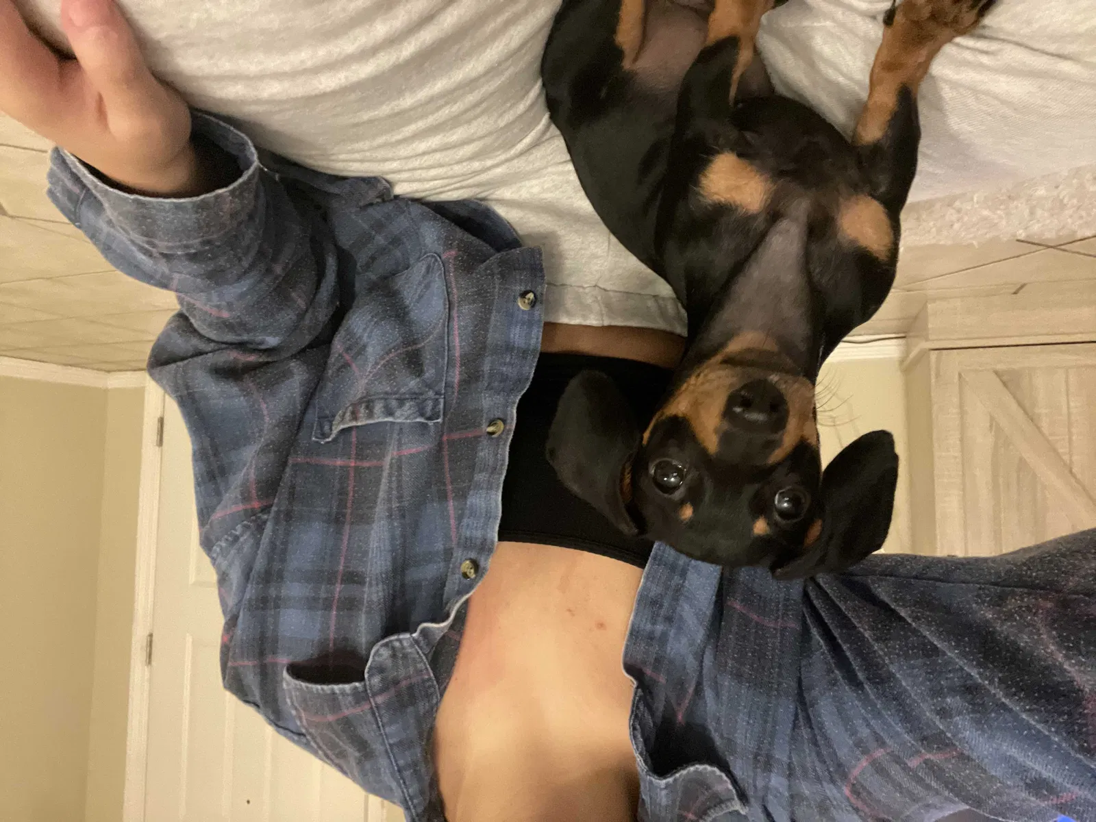 Lost dog in Edinburg, TX, 78539