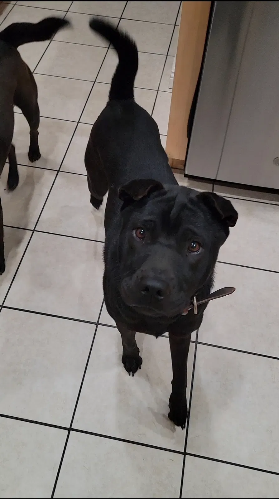 Lost dog in Victorville, CA, 92395