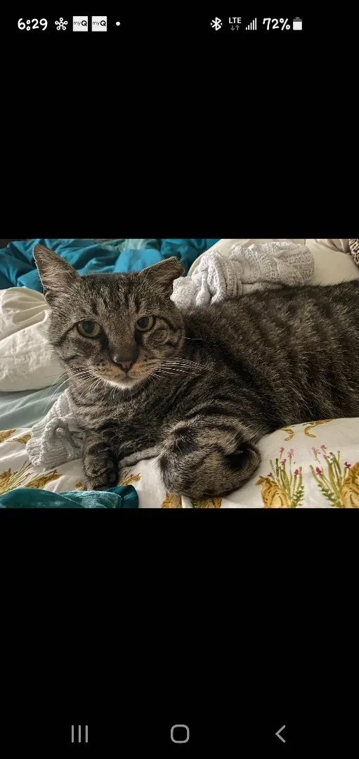 Lost cat in Rowlett, TX, 75089