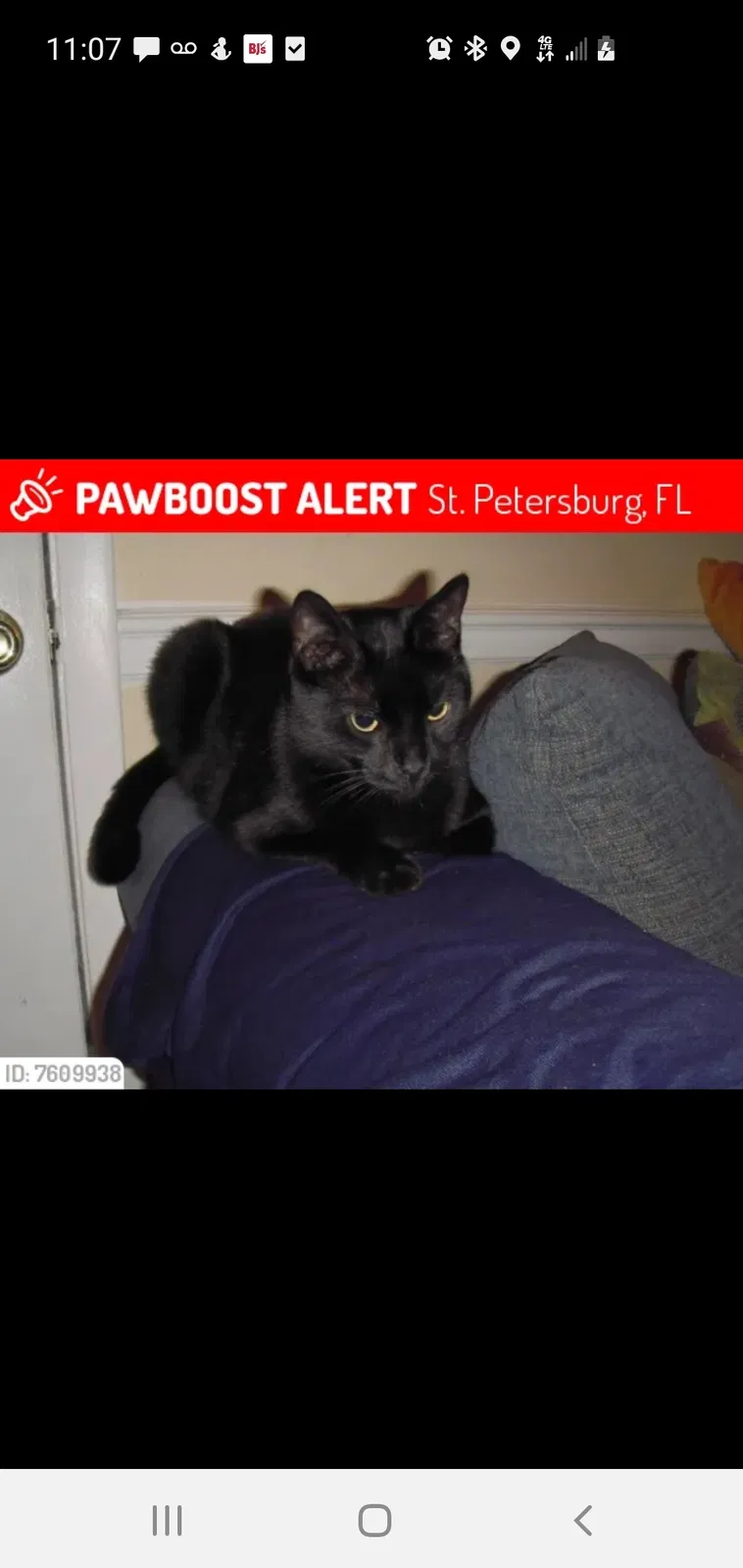 Lost cat in Saint Petersburg, FL, 33702