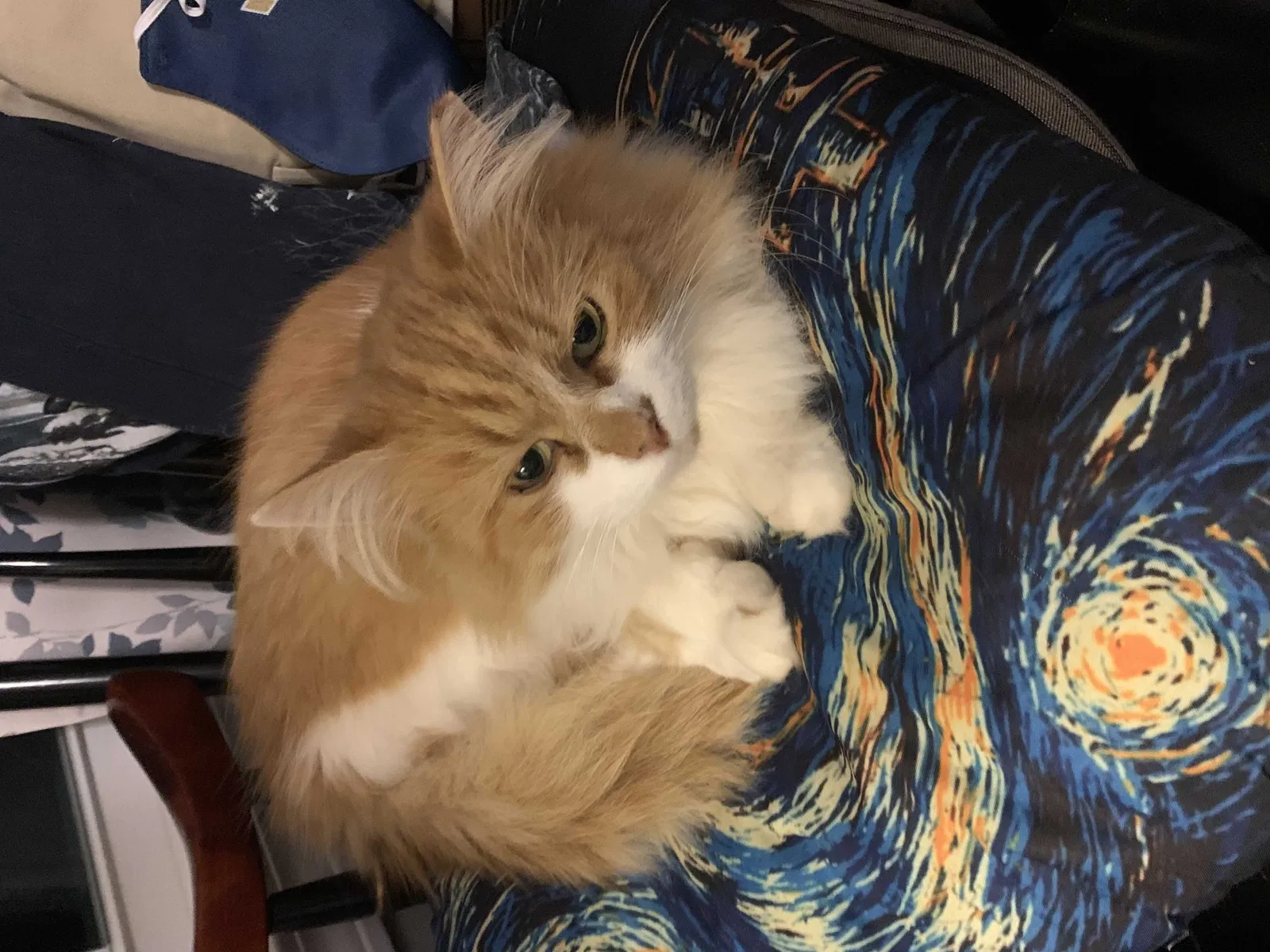 Lost cat in Clarksville, TN, 37042