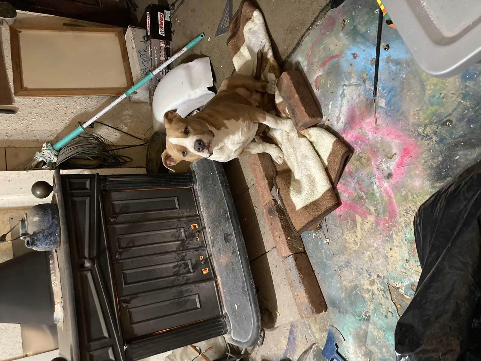 Lost dog in Lancaster, CA, 93536