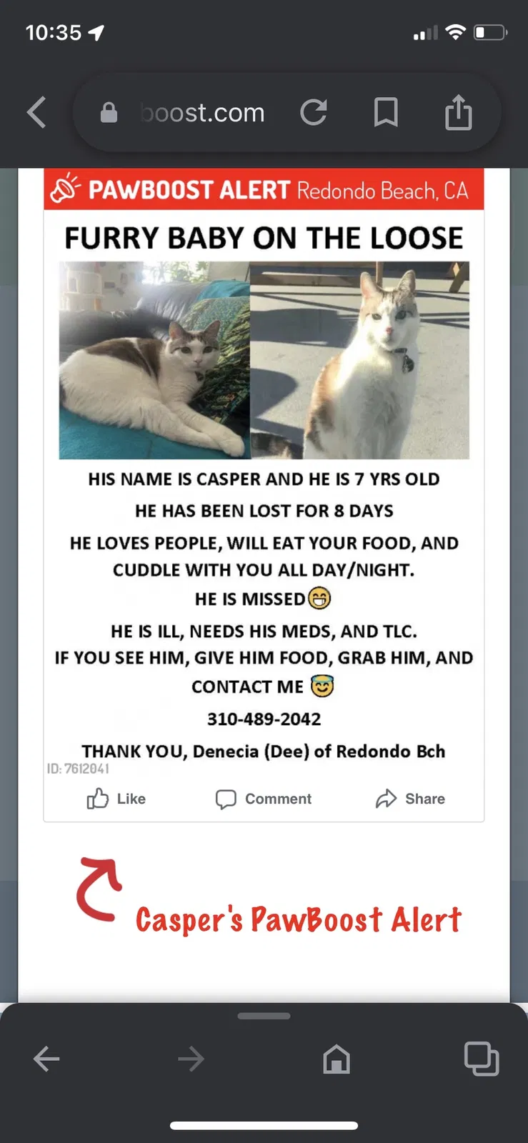 Lost cat in Redondo Beach, CA, 90277