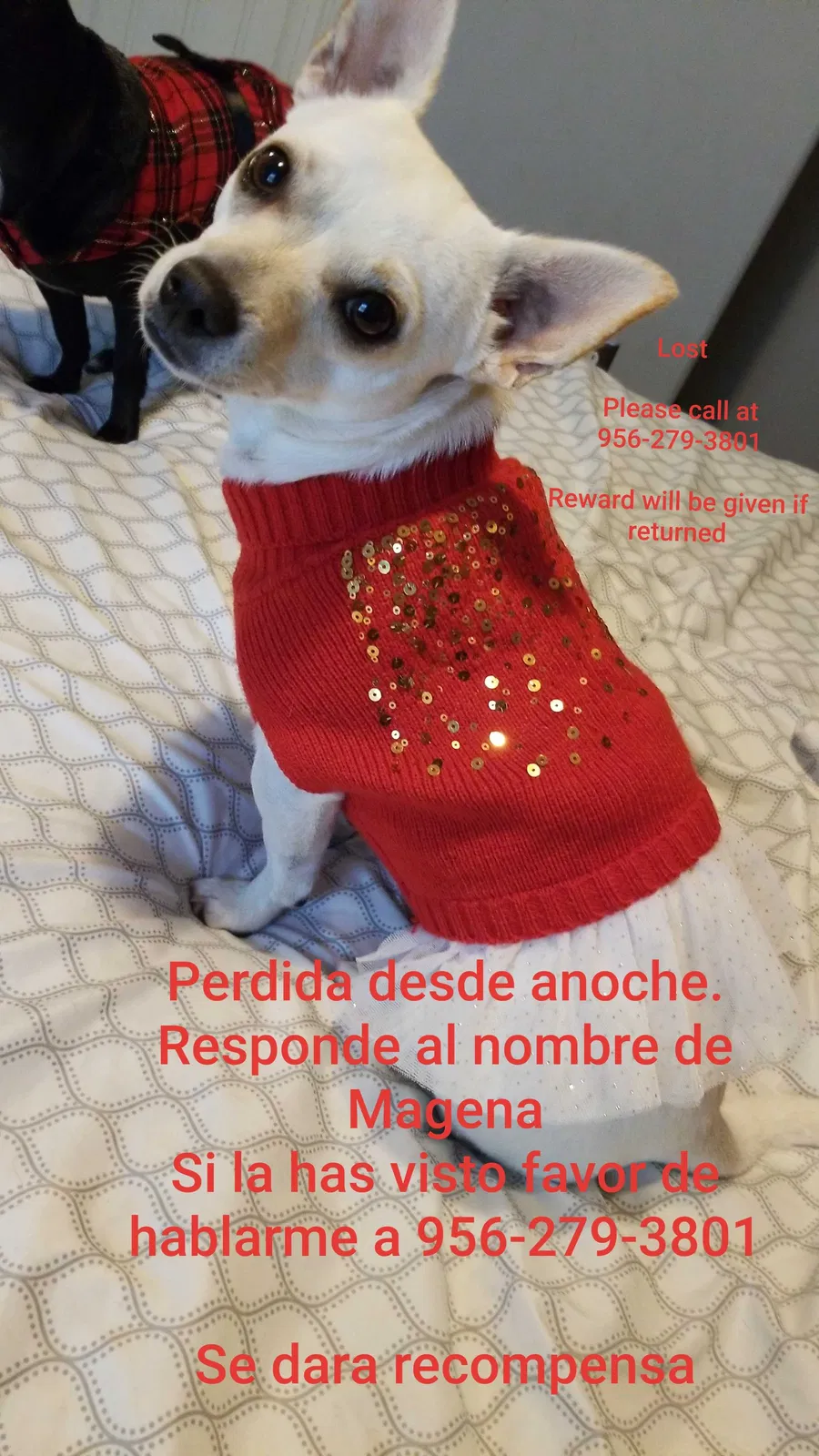 Lost dog in Donna, TX, 78537