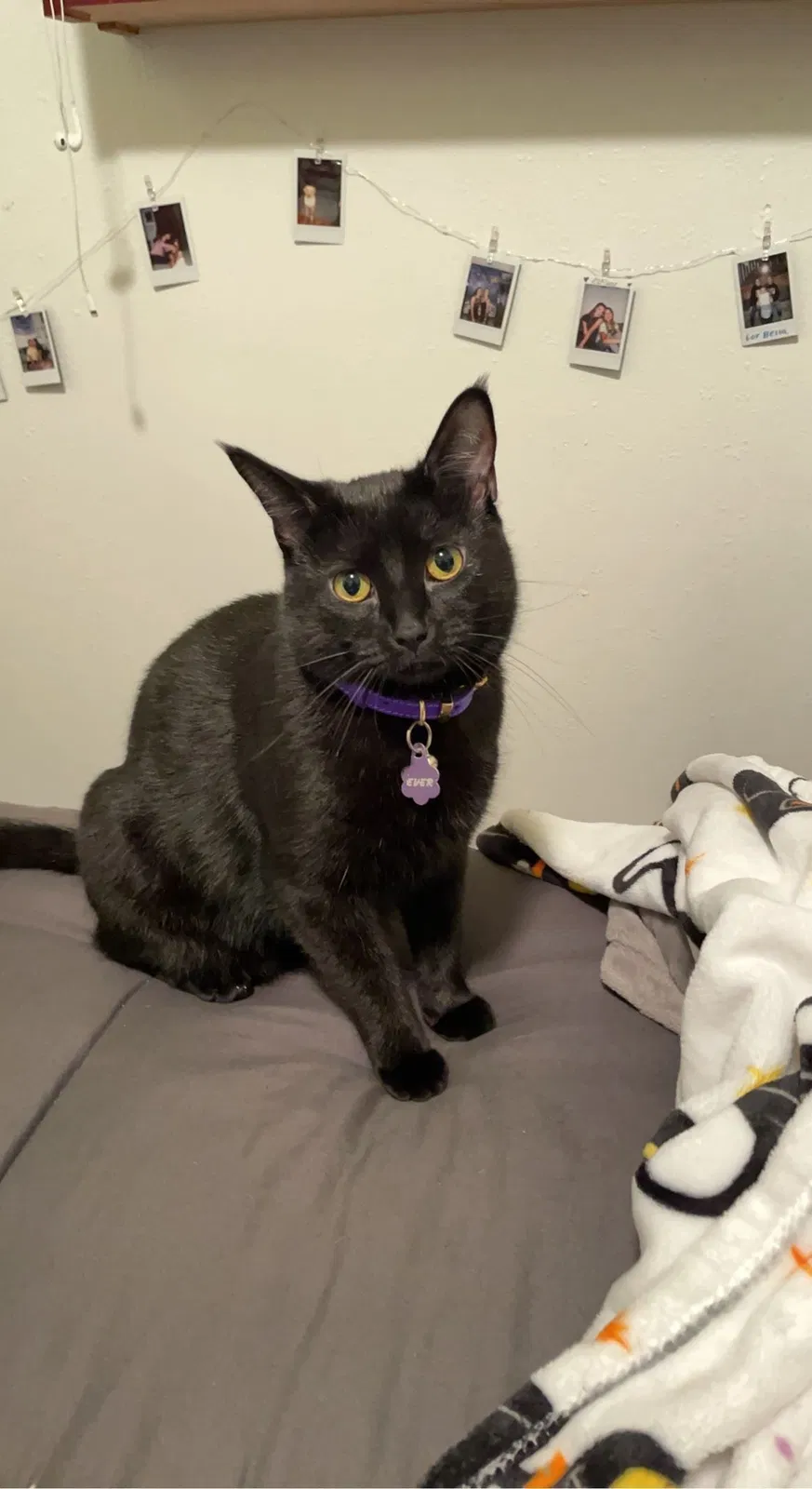 Lost cat in Arvada, CO, 80003