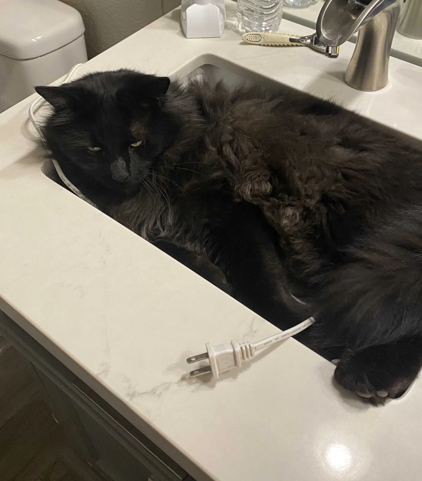 Lost cat in Albuquerque, NM, 87123