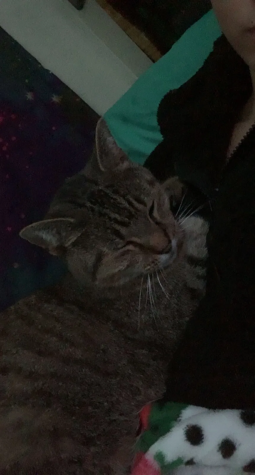 Lost cat in Yukon, OK, 73099