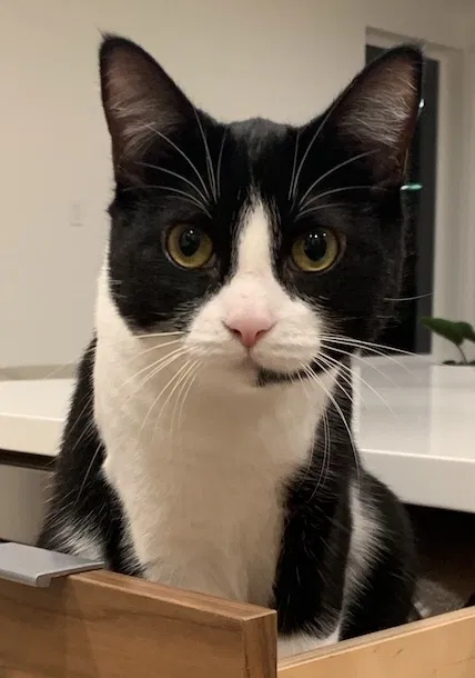 Lost cat in Seattle, WA, 98105
