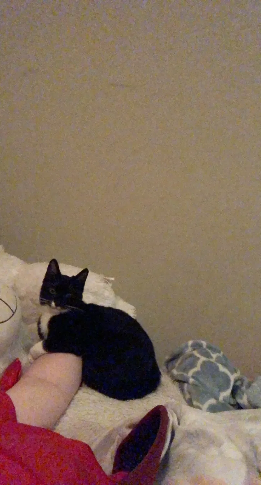 Lost cat in Hattiesburg, MS, 39402