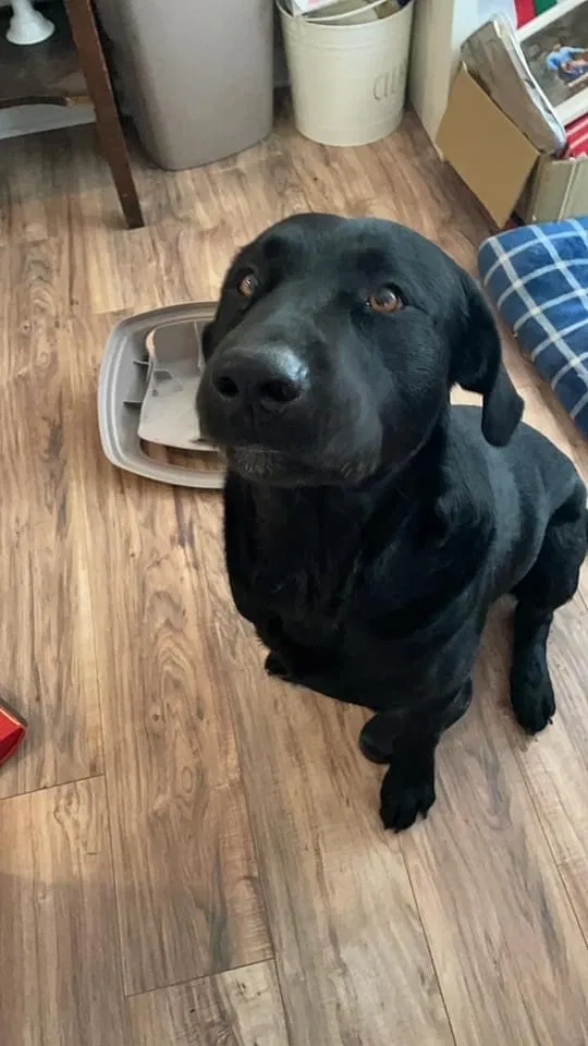 Found dog in Ward, AR, 72176