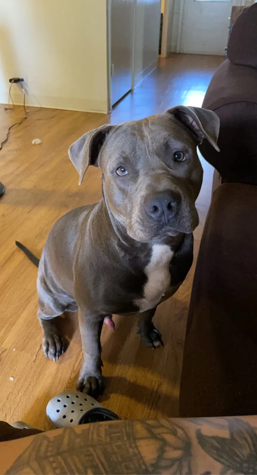 Lost dog in Wahiawa, HI, 96786