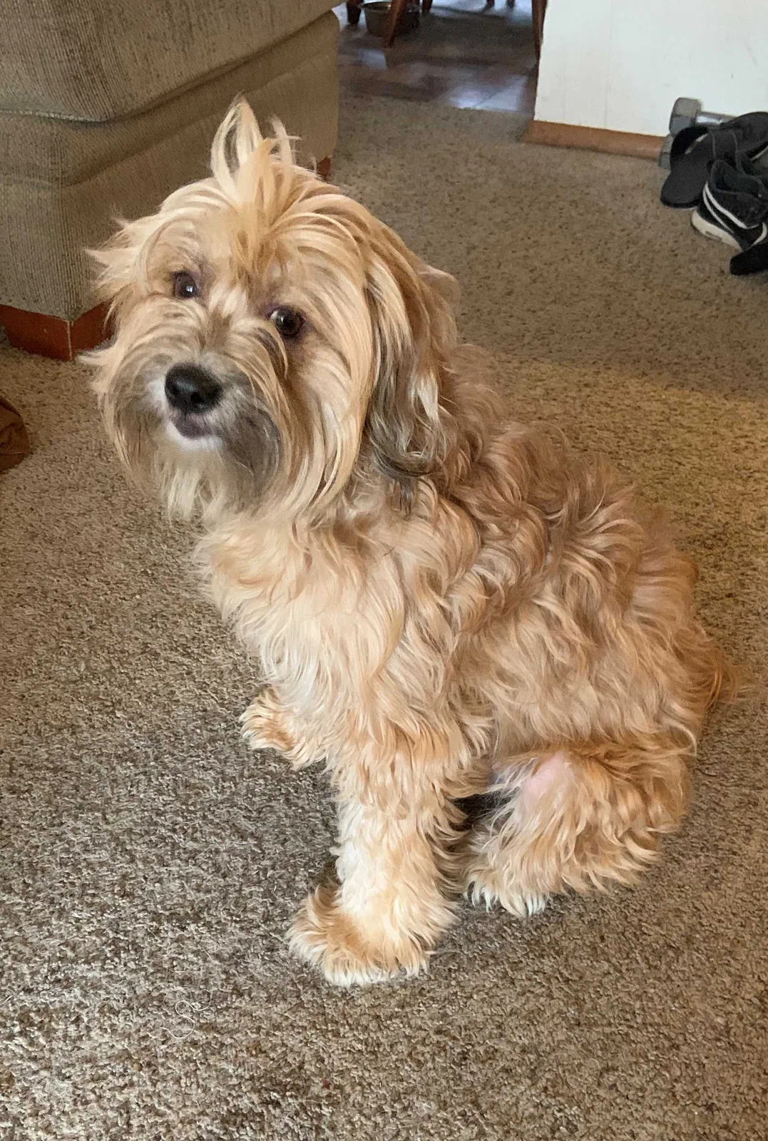 Lost dog in Oklahoma City, OK, 73162