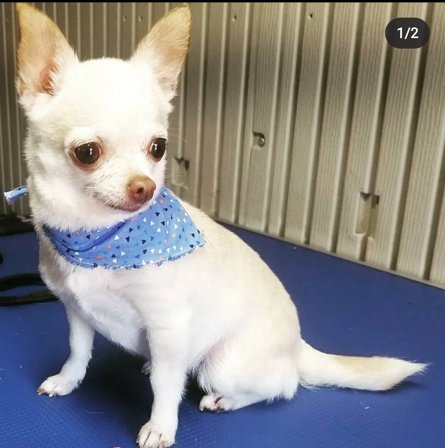 Lost dog in Round Rock, TX, 78665