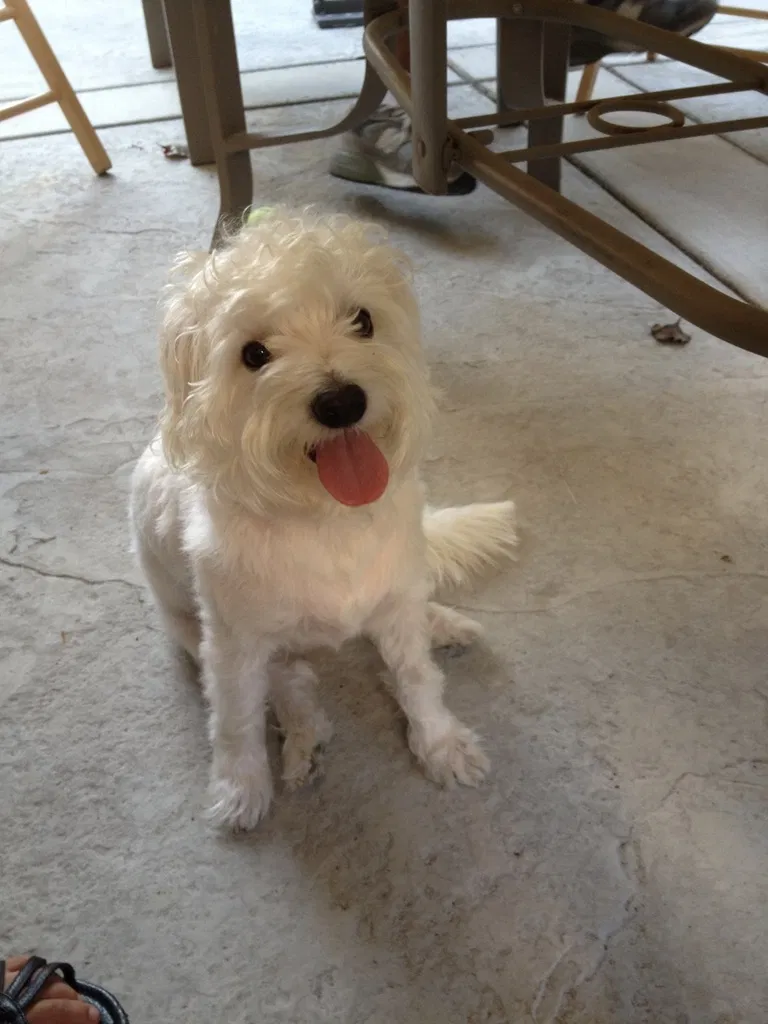 Lost dog in Los Angeles, CA, 90023