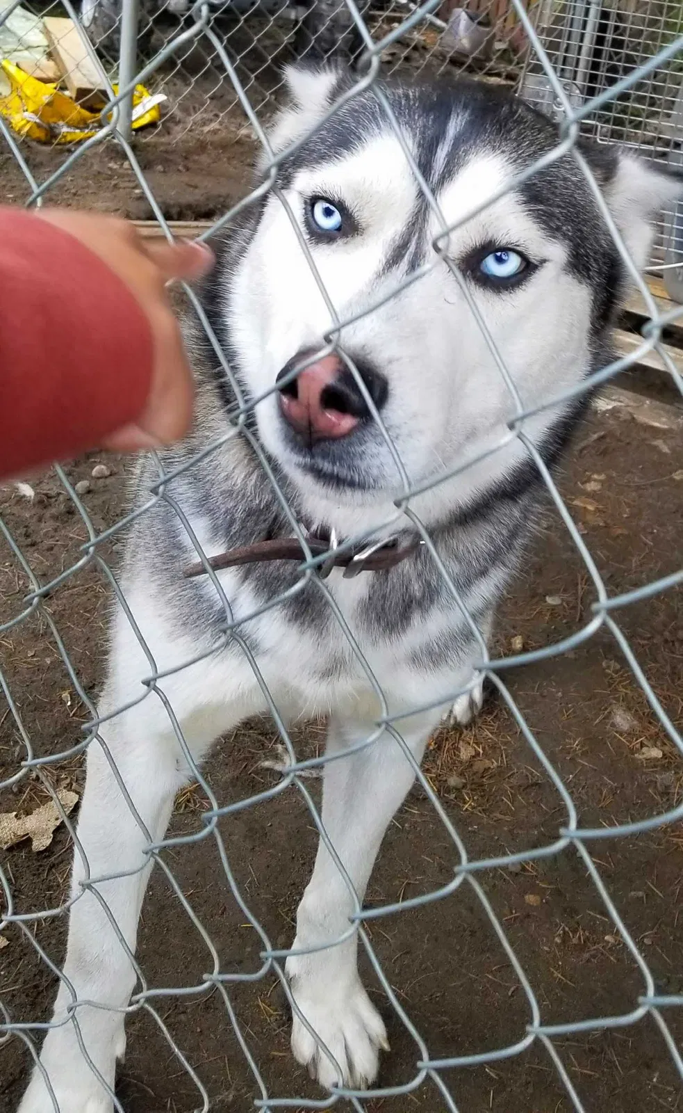 Lost dog in Tacoma, WA, 98444