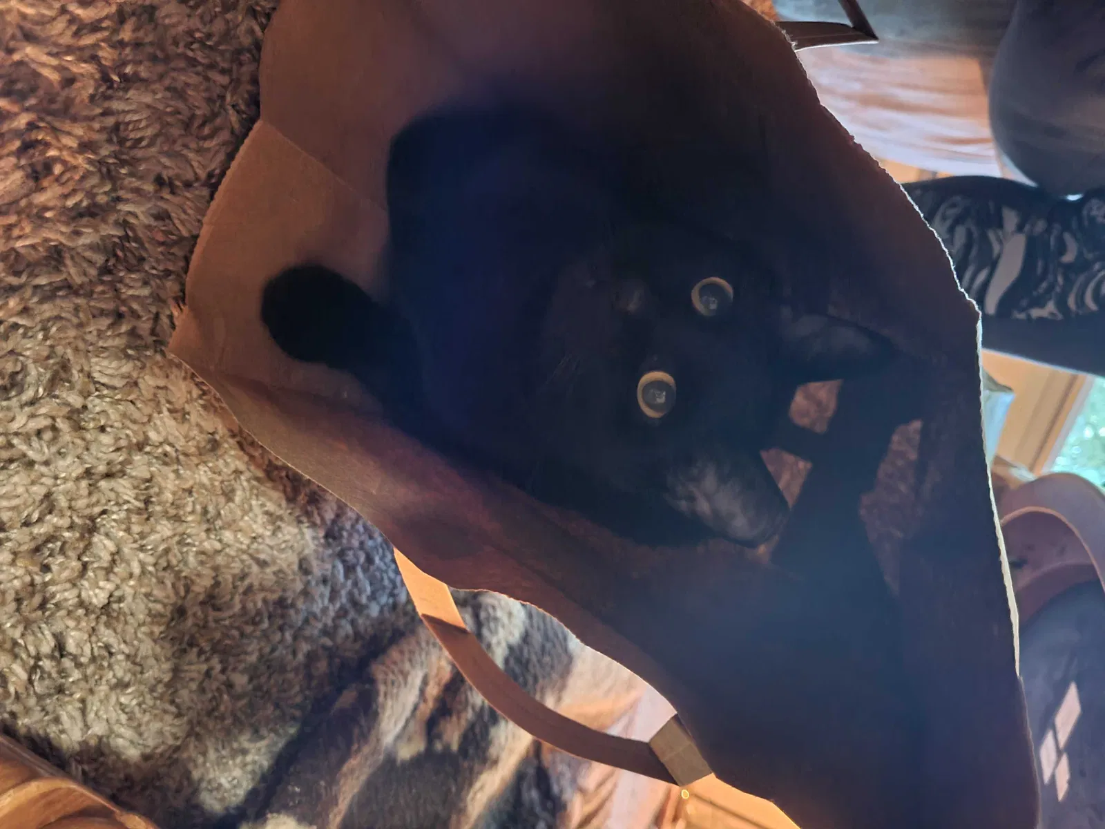 Lost cat in Lakewood, WA, 98498