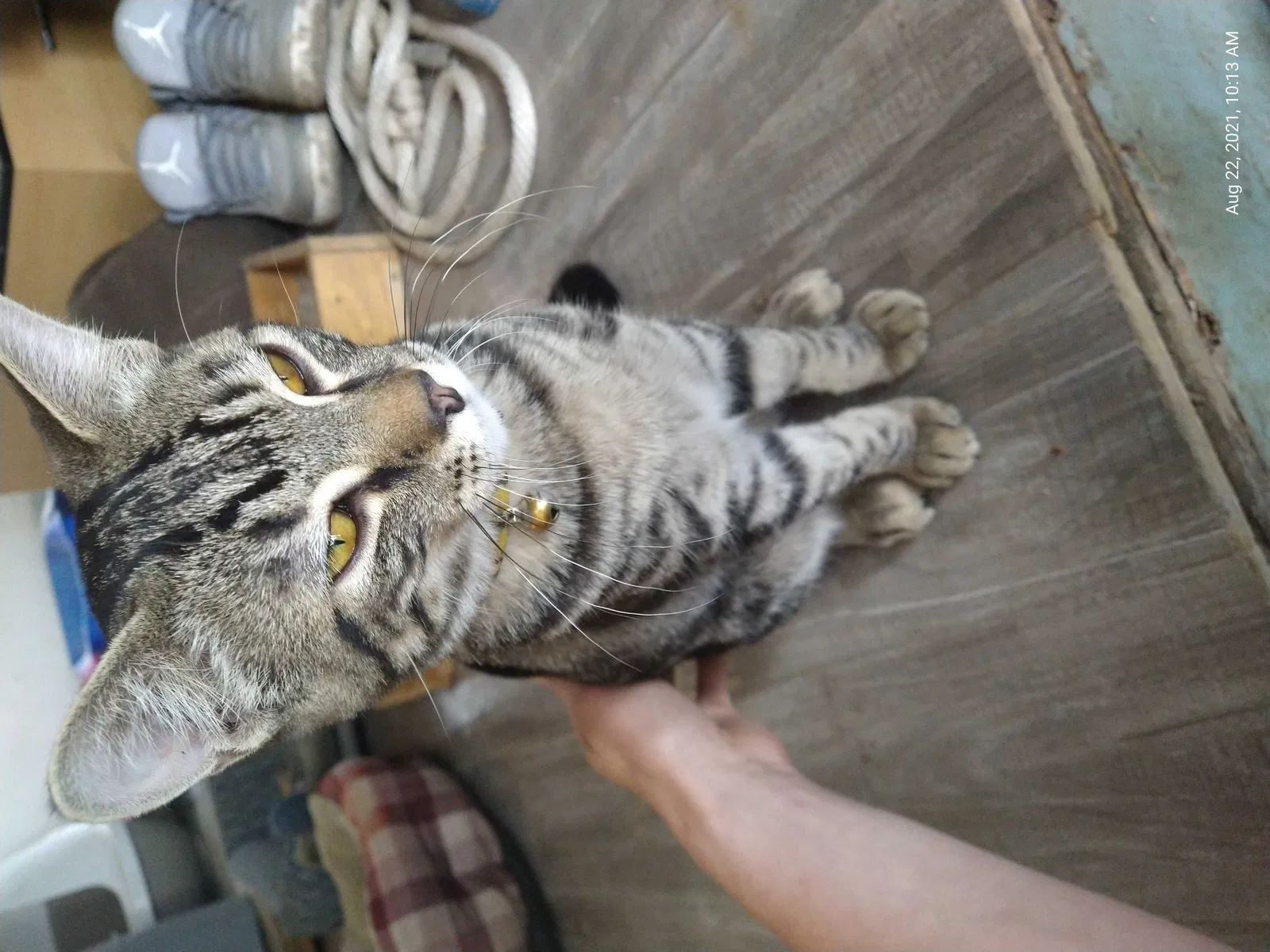 Lost cat in Portland, OR, 97223