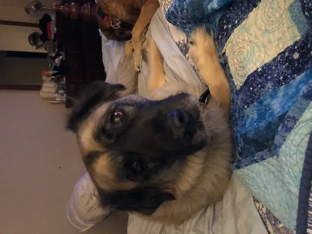 Lost dog in Escondido, CA, 92026