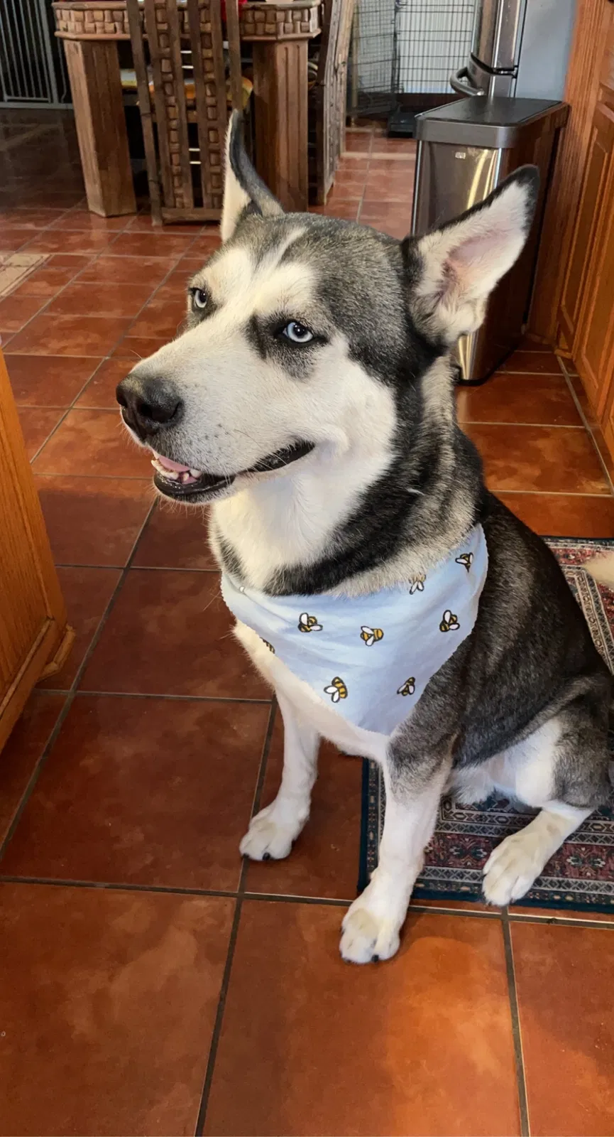 Lost dog in Dallas, TX, 75208
