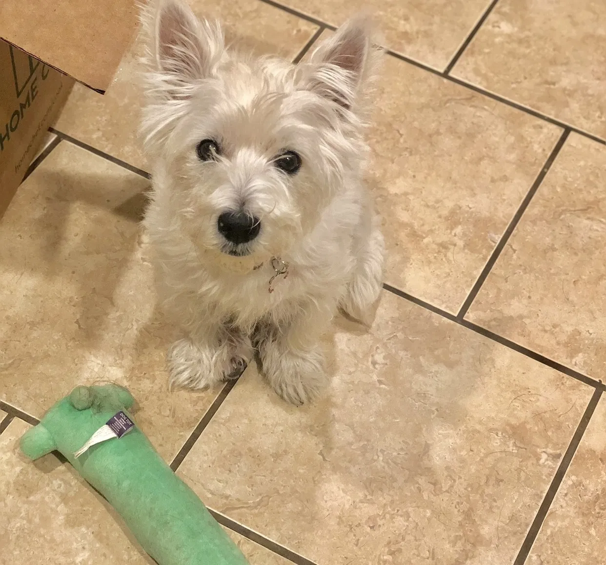 Lost dog in Fort Worth, TX, 76132