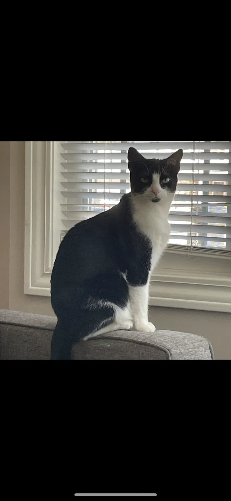 Lost cat in Grand Rapids, MI, 49508