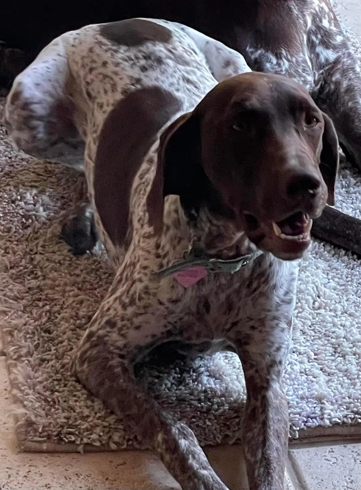 Lost dog in Sylmar, CA, 91342
