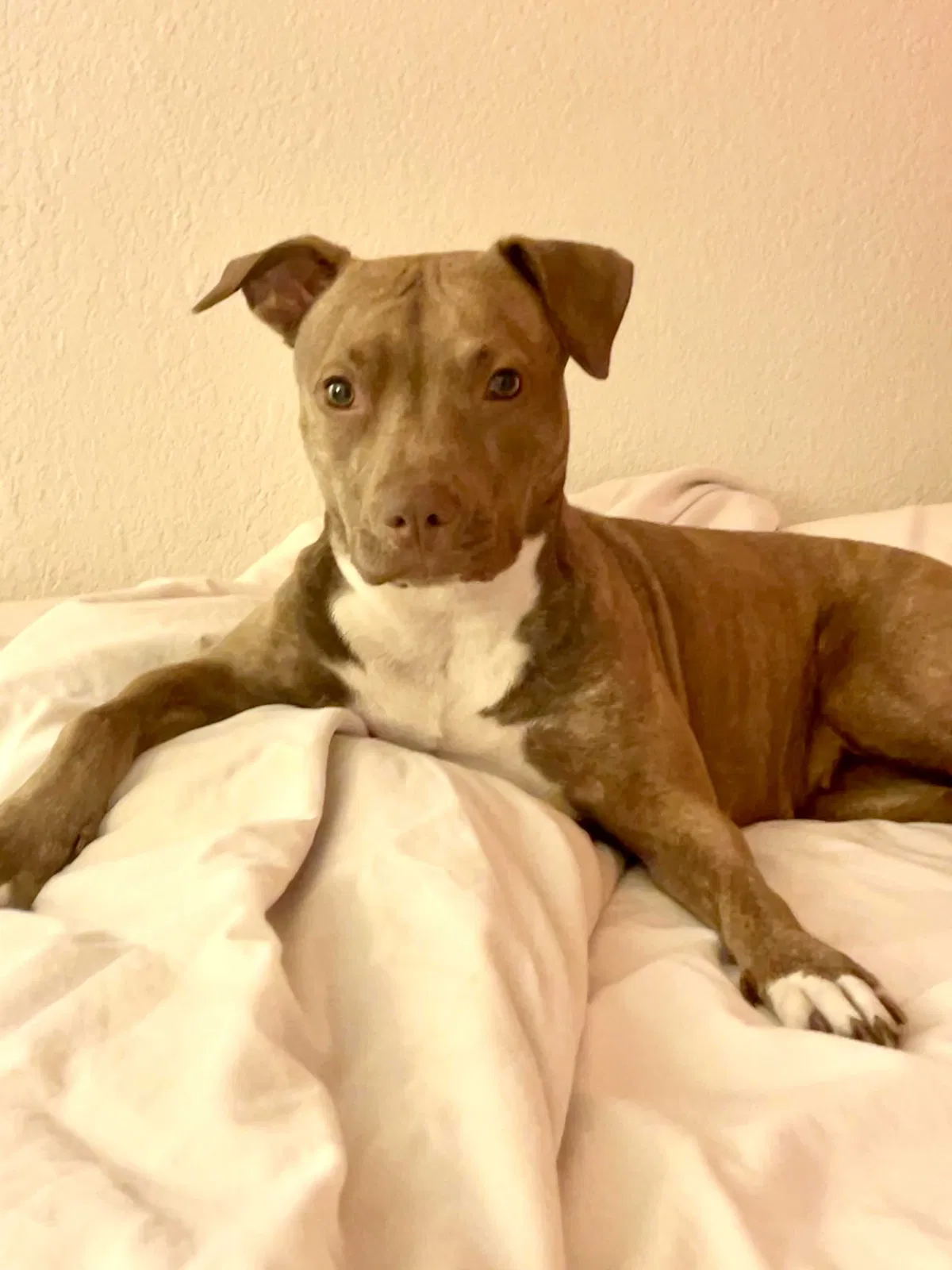 Lost dog in Los Angeles, CA, 90013