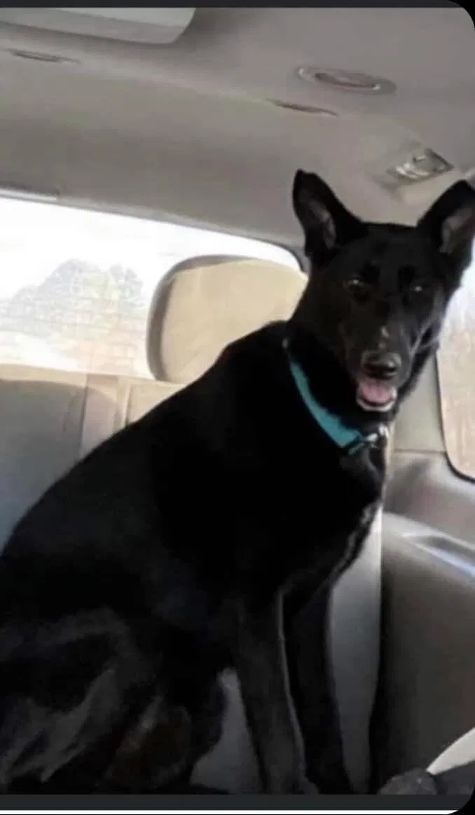 Lost dog in Gresham, WI, 54128