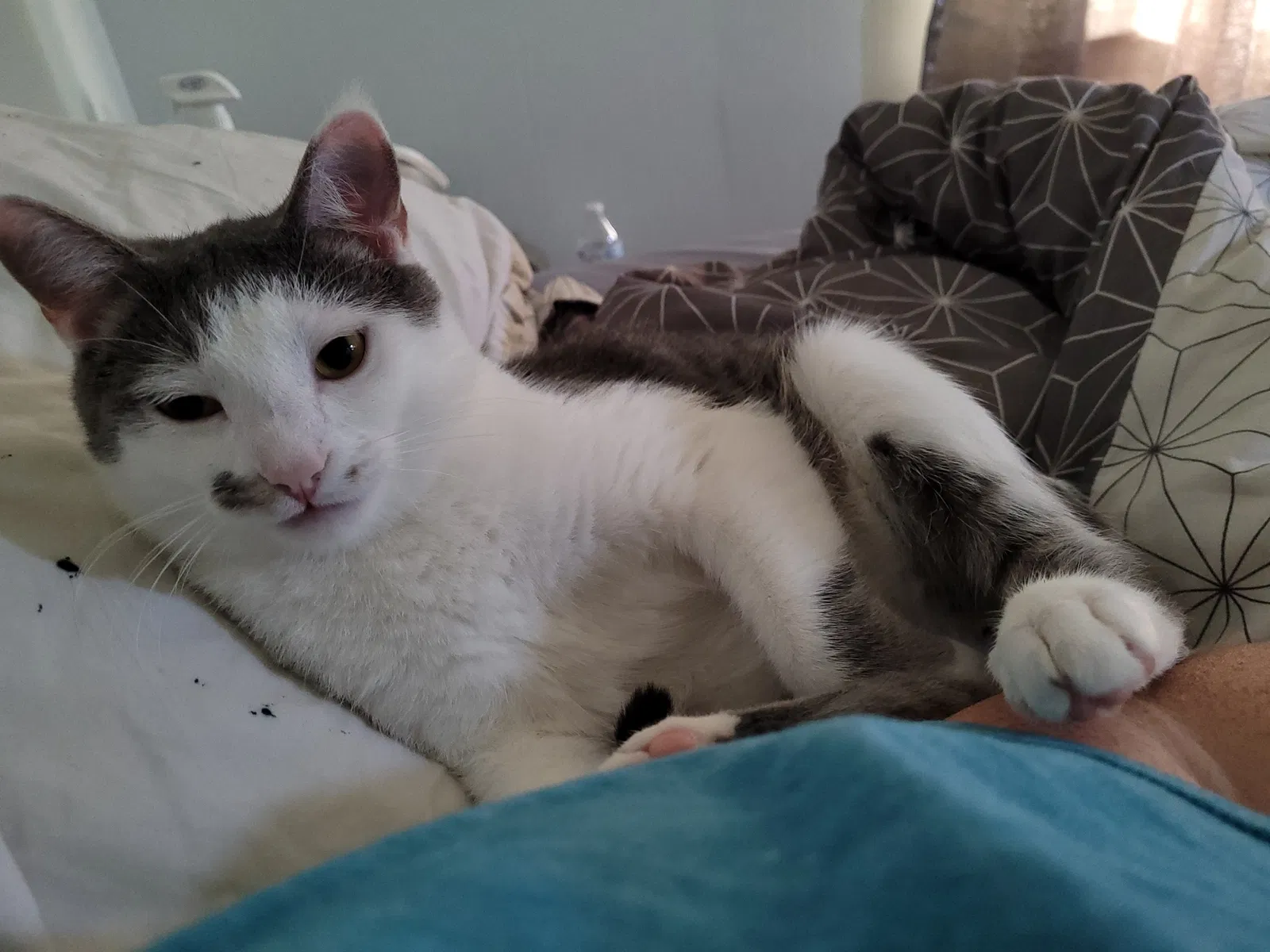 Lost cat in Flintstone, GA, 30725